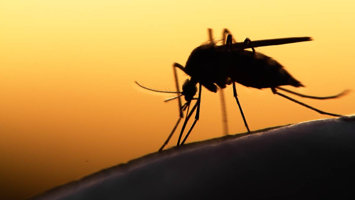Humid and wet weather has made it a perfect time for mosquitos to breed. They may be carrying viruses deadly or harmful to both horses and humans. West Nile virus has killed one horse in the Hunter recently.
