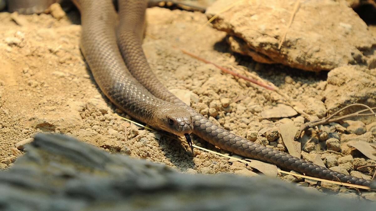 The Eastern Brown snake is one of the deadliest snakes in the world.