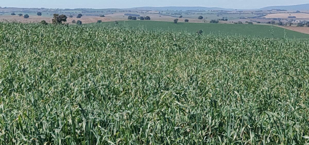 An early sown dual purpose oat crop coming into head by April 25. Spring habit varieties sown early provide fast feed but recovery for later grazing and grain can be hit.