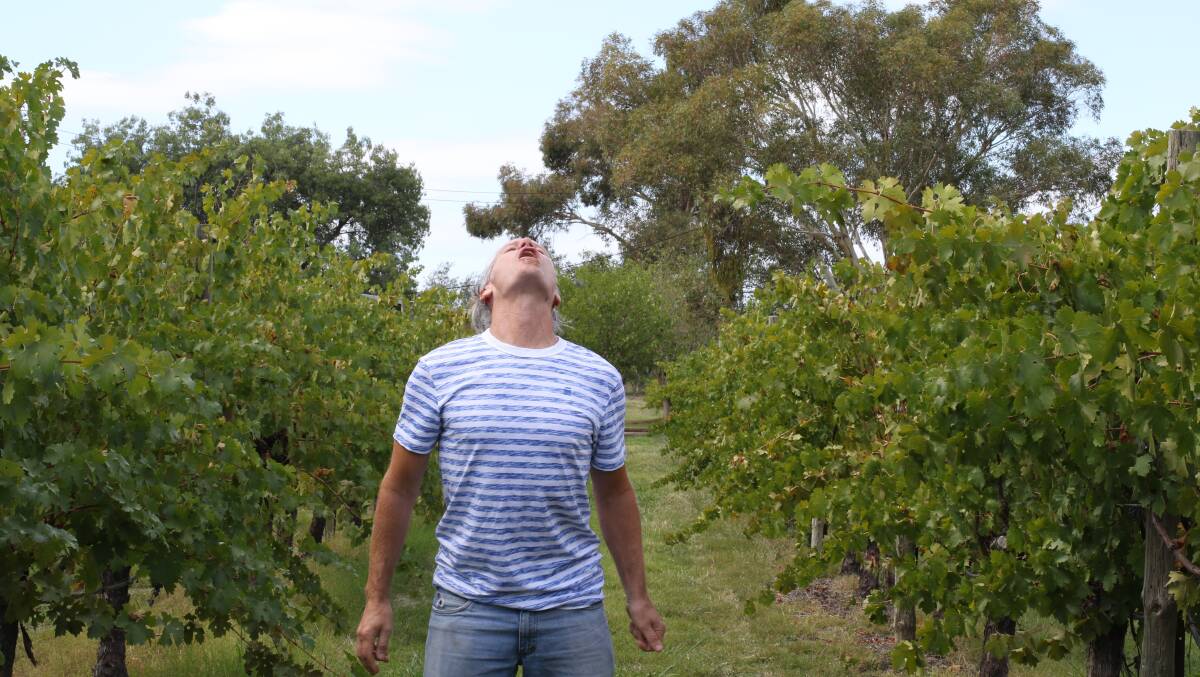 Loving the life, Phil van Gent gobbles a grape.
