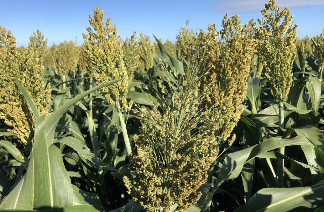 Sorghum heads ripped apart by mice near Mullaley. 