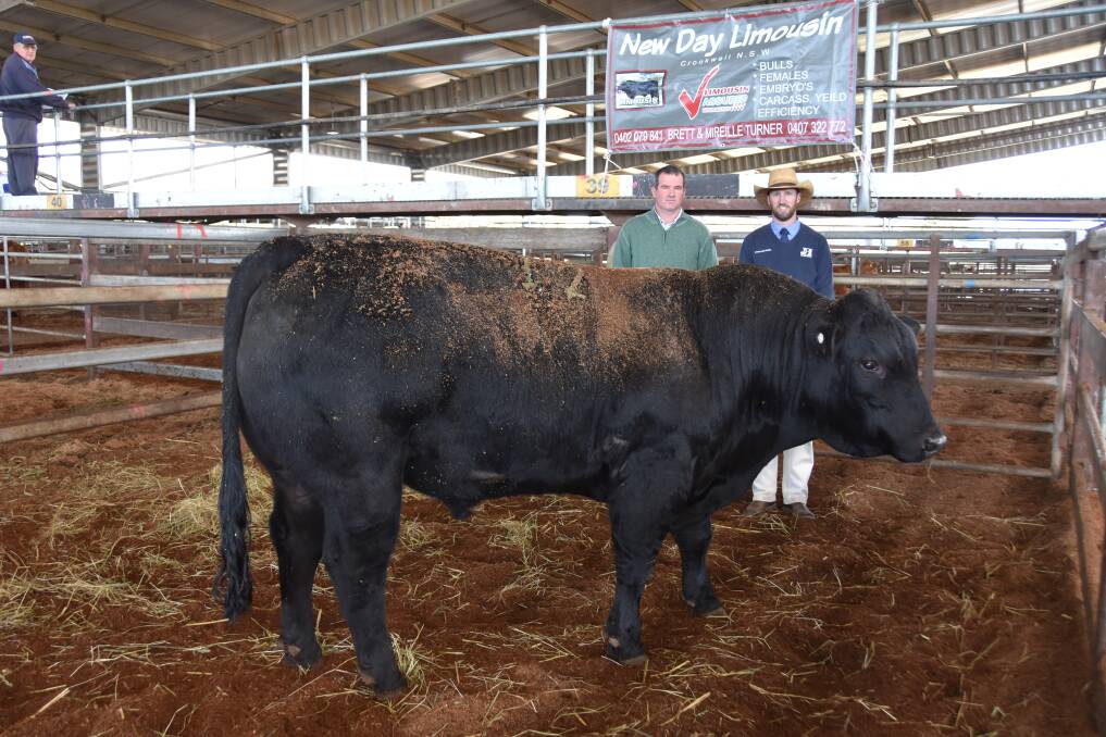 Brad Nicholson, buyer, with auctioneer for Jim Hindmarsh and Son, Nick Harton, with the top selling Limousin bull, Deneen Mambo, at the Southern Cross Limousin Sale at Moss Vale on Friday.