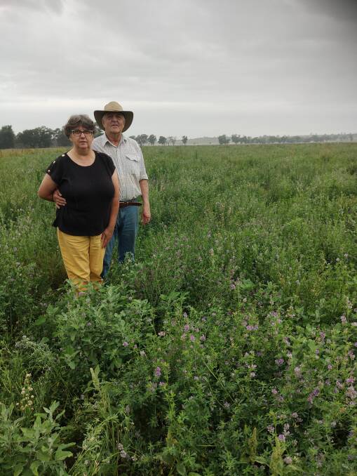 Lucerne is also a significant pasture species used by the Youngs to regularly produce high quality meat. 