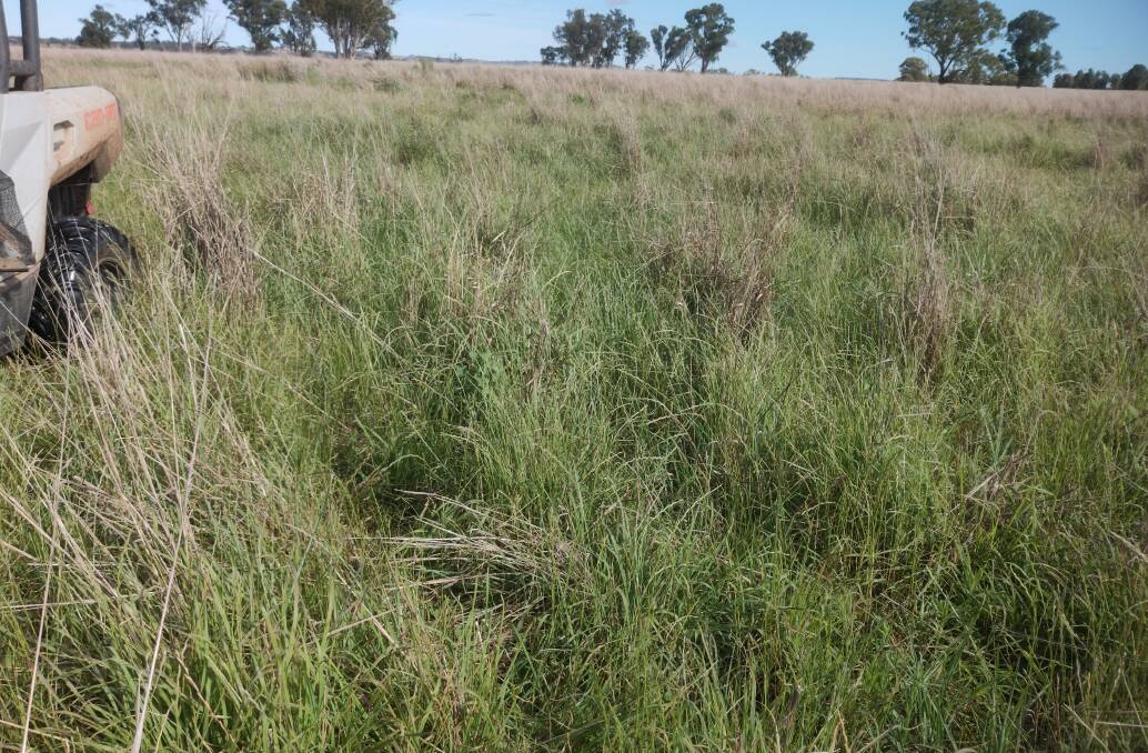 An improved native pasture, November this year. Ensuring good groundcover levels are retained at all times, which relates to feed budgeting, is an important part of management, regardless of seasonal conditions.