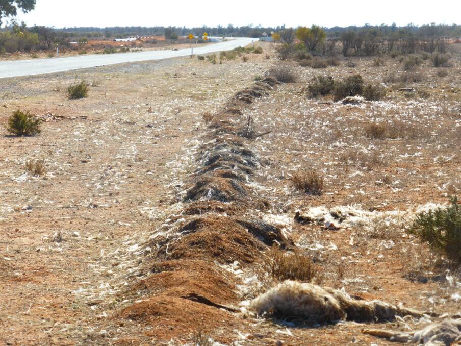 Dead emus on the roadside of the Broken Hill pipeline construction near Broken Hill.