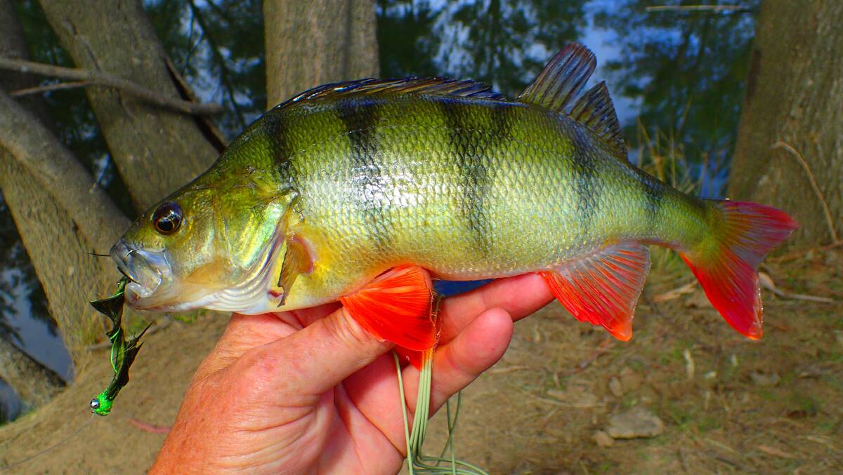 This small introduced pest fish species redfin or English perch, is causing a headache for Snowy 2.0 engineers trying to stop it invading other waterways through a new tunnel being built for the scheme. 