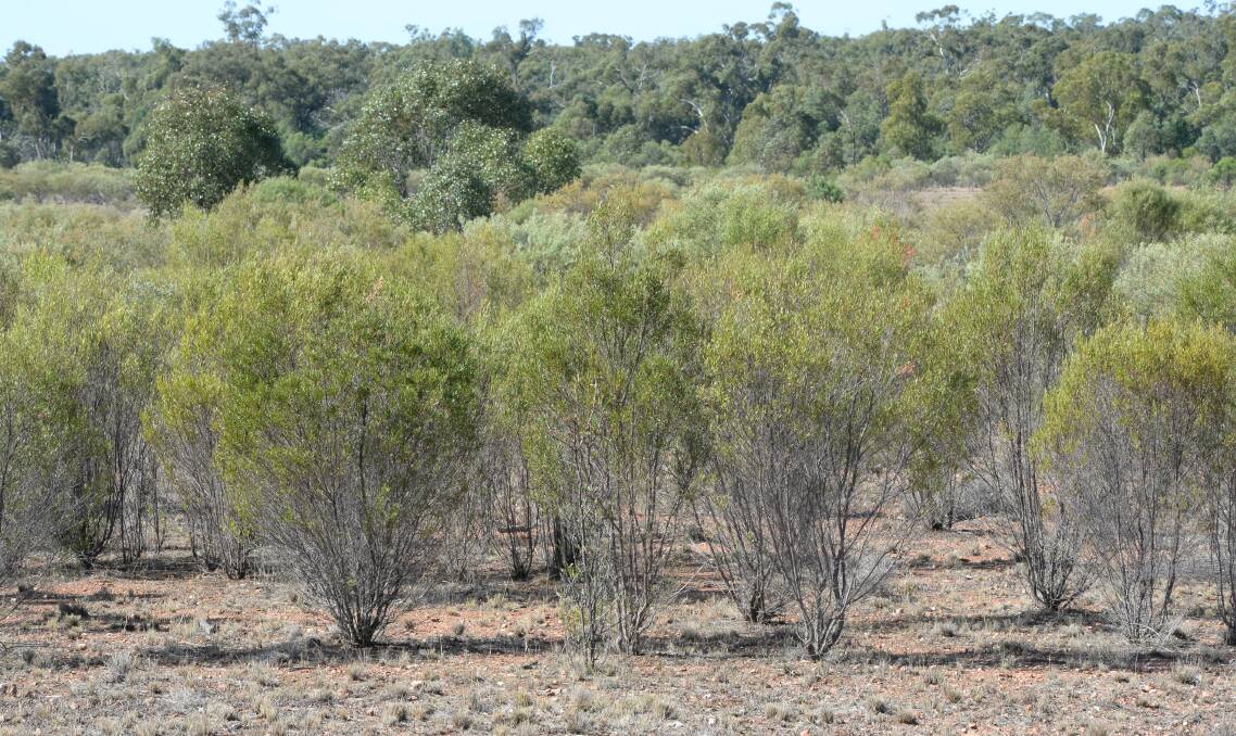 North-West NSW has been at the centre of many illegal clearing prosecutions even though farmers are trying to stem the march of invasive species and weeds. Photos courtesy of Moree Champion.