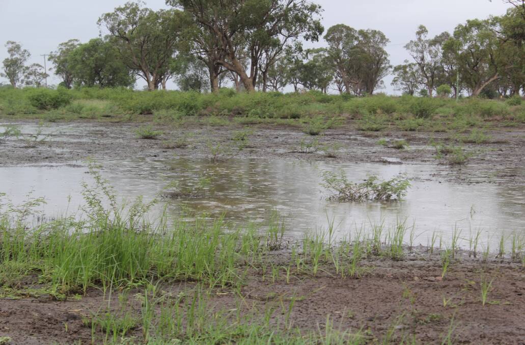 A good recent bit of rain in the Moree area. Pic by Sophie Harris.