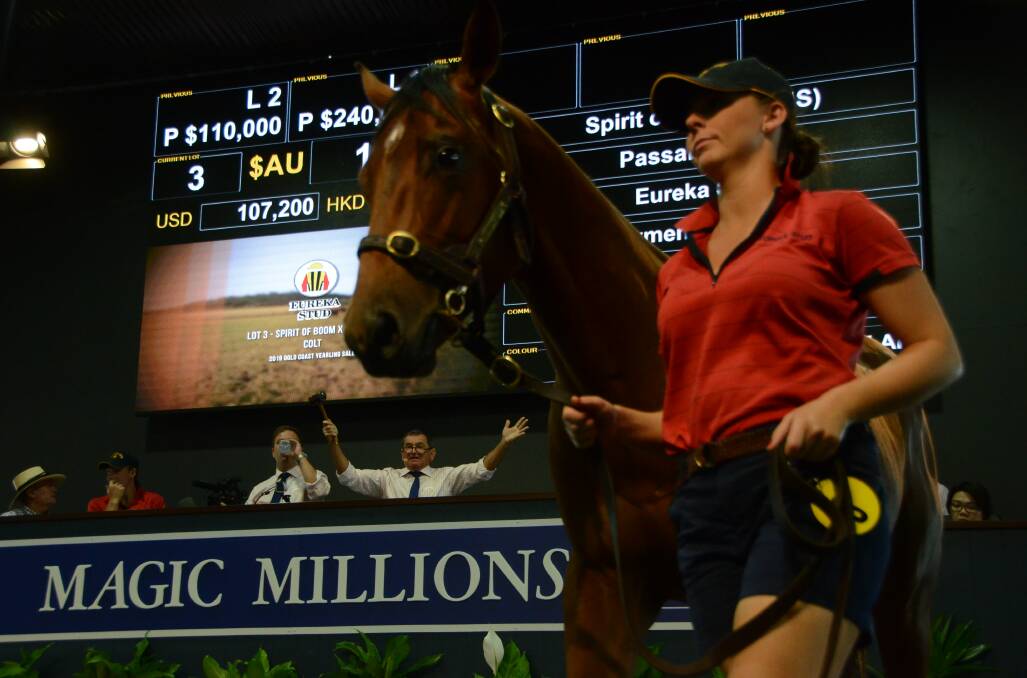 Magic Millions Bloodstock's Gold Coast sale-ring in auction (with its stalwart David Chester auctioneering) is aiming to return to live selling in July. Photo Virginia Harvey. 