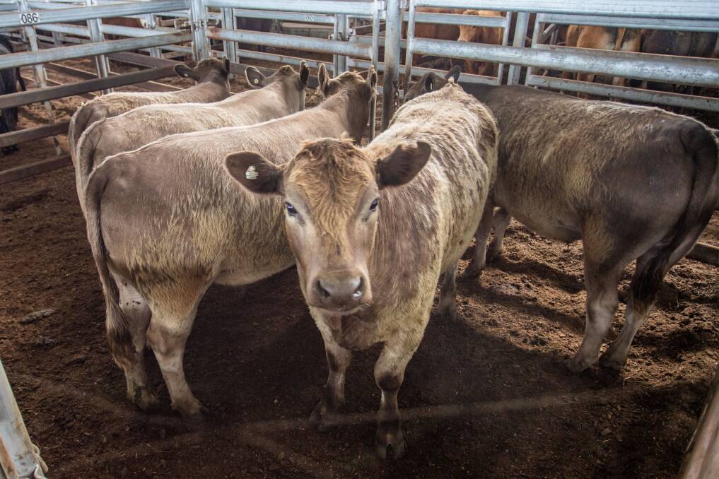 This pen of five heavier yearling Murray Grey steers sold to Colonial Meats at SELX at an average of 431kg, and per head average of $2241.20 from S & J Partnership. 