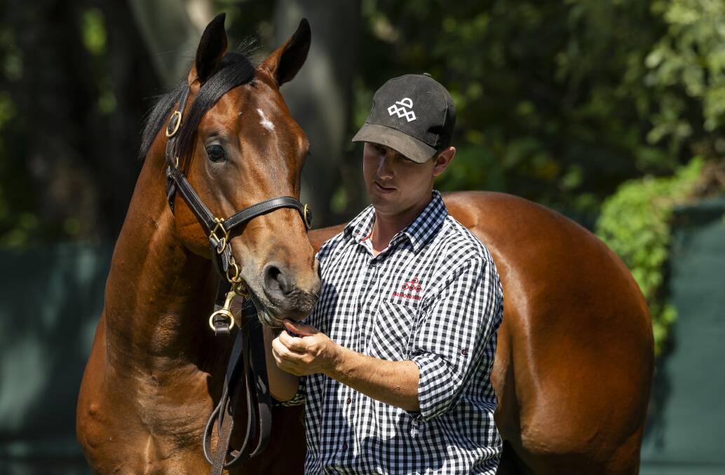  The Snitzel - Dream Date colt (with Dean Macaskill) which made $1.05m at the Magic Millions Sale. 