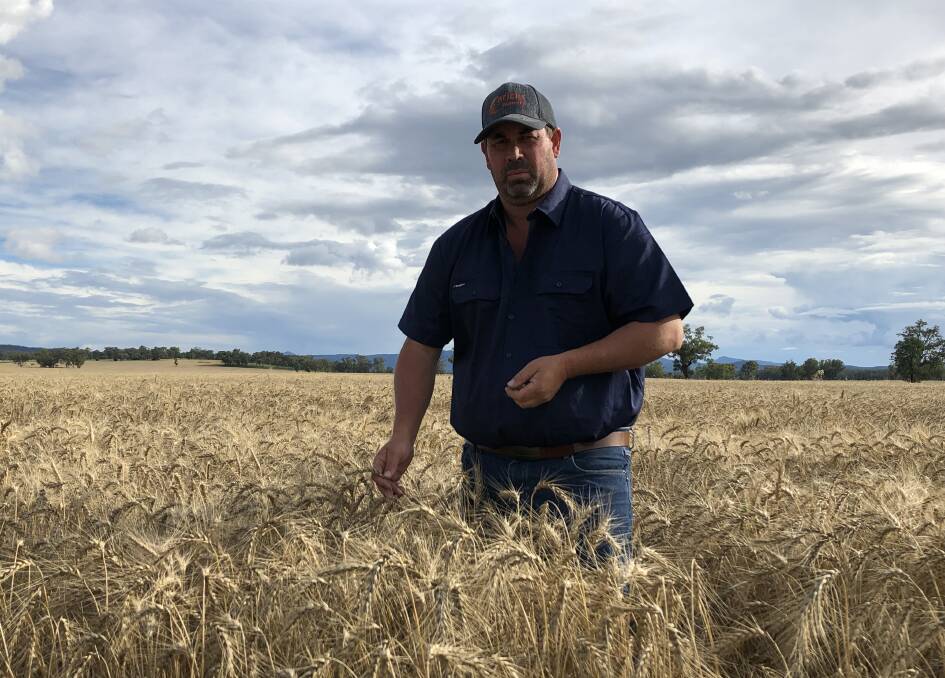 Award-winning graingrower Glenn Fernance in a crop of Hellfire wheat at Bellata that he says will probably be downgraded to stock feed, costing him over $170 per tonne, as rain creates havoc across the grain belt.