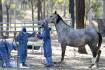 Hendra vaccine under microscope in court class action
