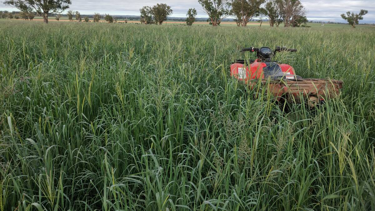 Have a look now. It's 35 days after drought breaking rains. Adding nitrogen fertiliser ensured higher production plus far better feed quality.
