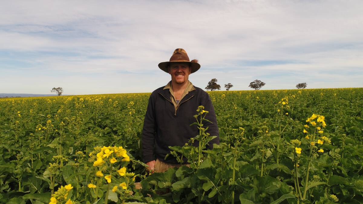 Happy to see that tinge of yellow across his canola paddock, Mark Campbell, Woodlands, Merriwa.