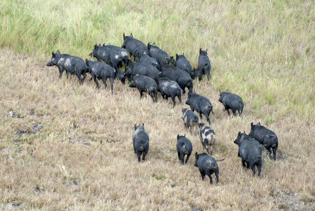 A herd of pigs targetted in the aerial shoot.