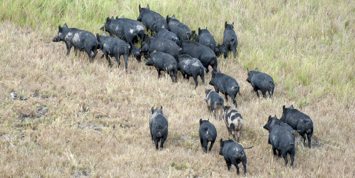 A recent report commissioned by North West Local Land Services has revealed feral pigs have cost producers in the state's North West more than $47 million in damage. Photo: File 