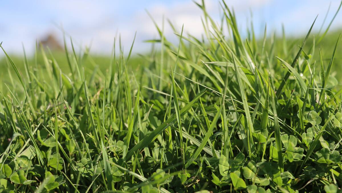 High quality legume grass pasture on the southern tablelands. 25 years of research comprehensively documents the importance of appropriate fertilisers to correct soil deficiencies for top pasture production.