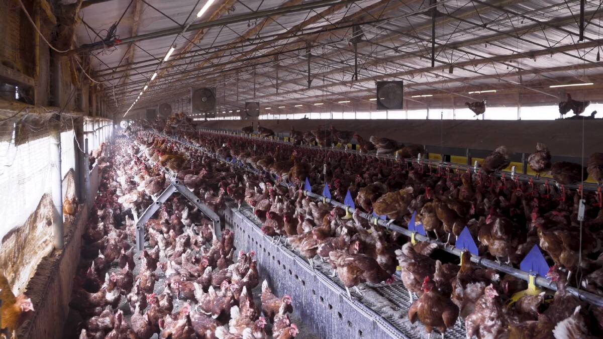One of the trial sites for the AI chicken technology being developed by Australian Eggs and the UTS. It will change chicken welfare and production concerns.