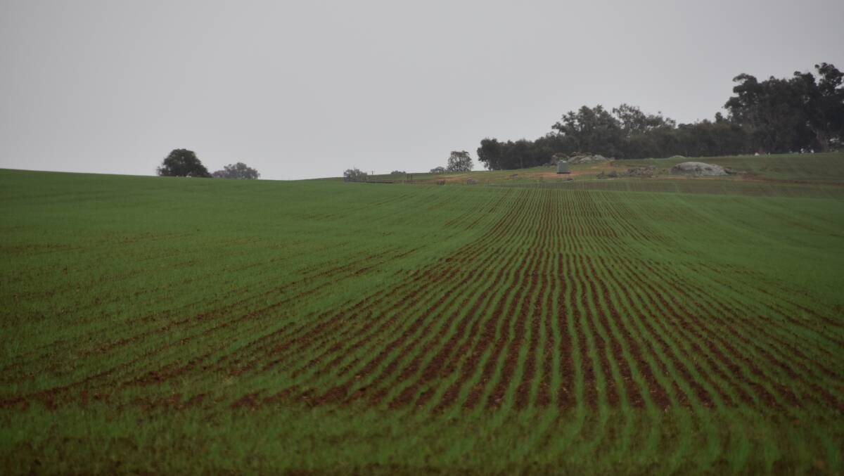 The Junee district looks like growing some solid crops on the back of recent rain. Agronomists report barley has been preferred this year with a lot of oats also planted with the pressure on stock feeds. Photo by John Ellicott. 