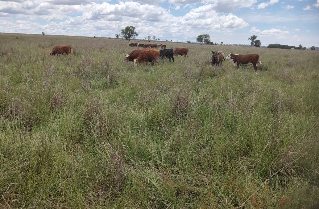 A pasture transitioning from wither annual ryegrass plus winter legume serradella to tropical grass phase, early November. 