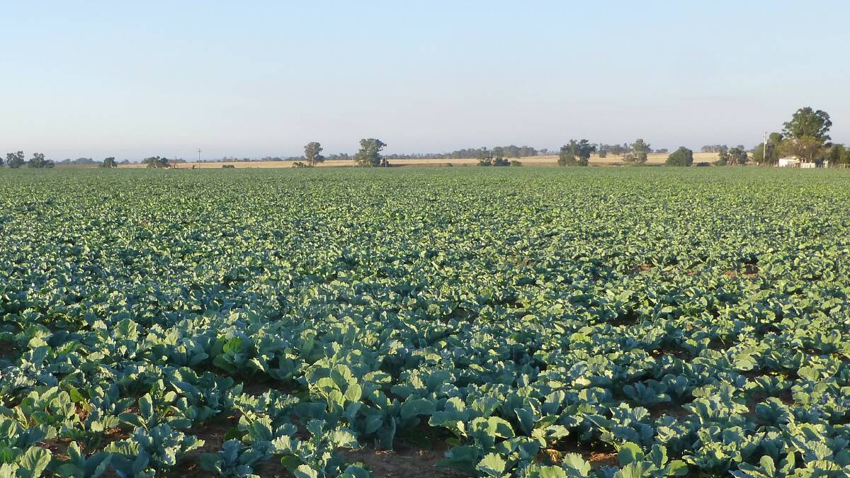  Canola crops, like most crops, face various disease and pest threats. Control is generally best undertaken via a combination of approaches including rotations, breeding for variety resistance, careful use of appropriate pesticides. 