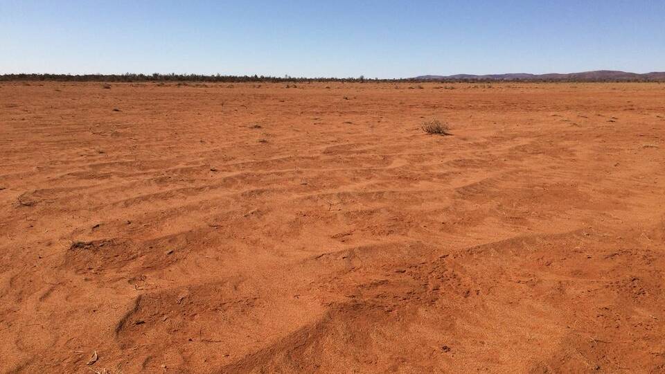 What it looks like in a paddock west of Broken Hill this month.
