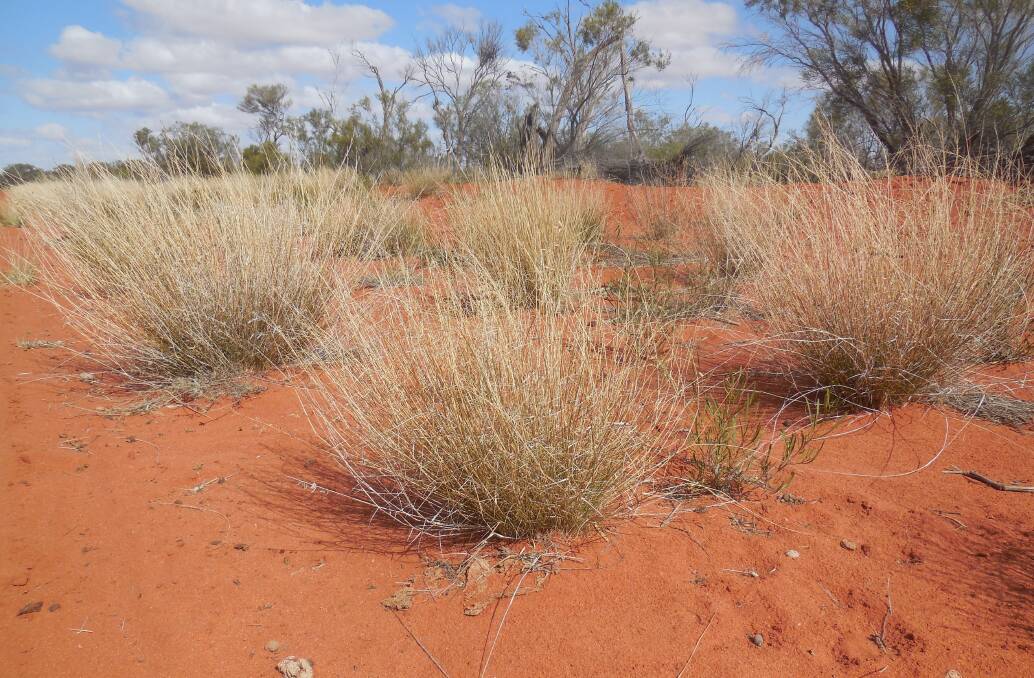 Woollybutt can be the last grass standing in a severe drought on red soil country. Photo: Lachlan Gall
