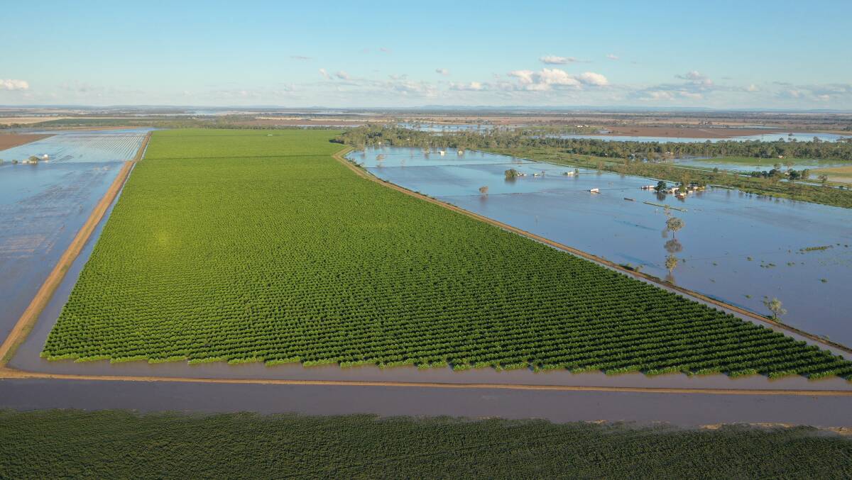 Orchards under water at the Estens place north-west of Moree. Photo by Sascha Estens.