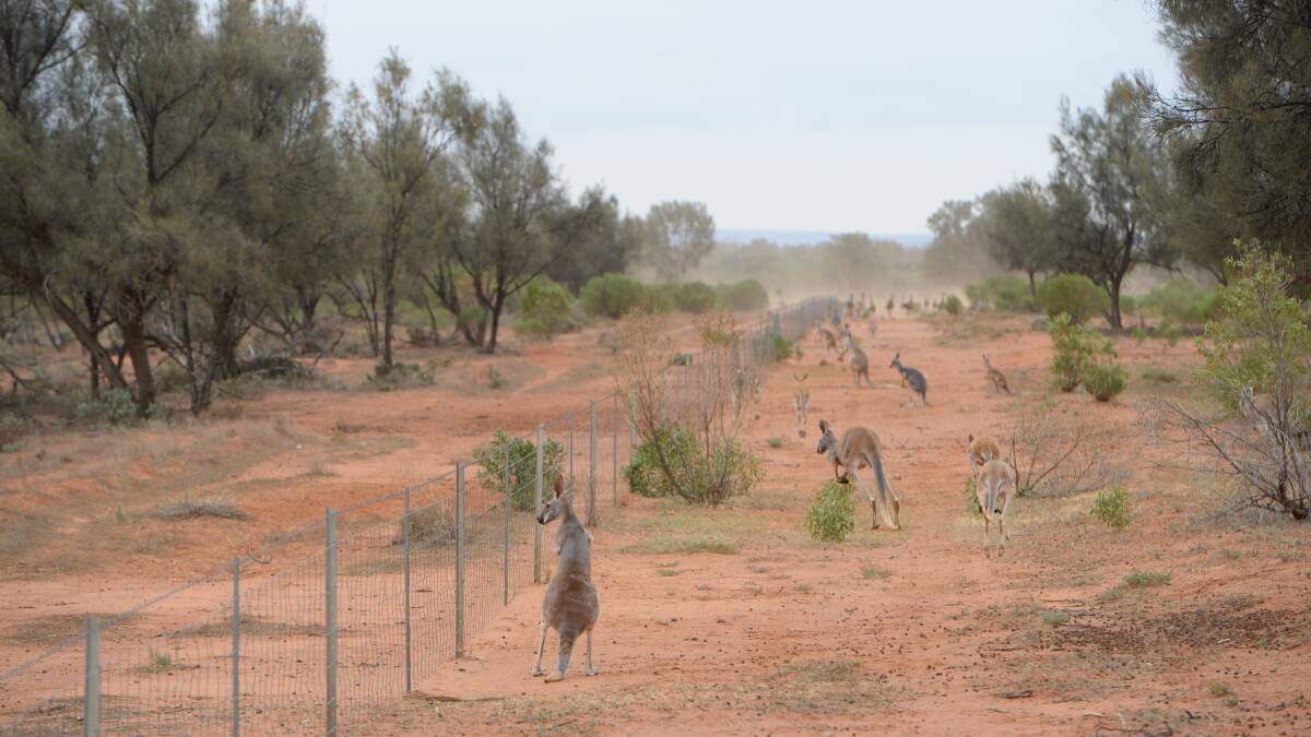 A mass death event of kangaroos has occurred in western NSW with the drought.