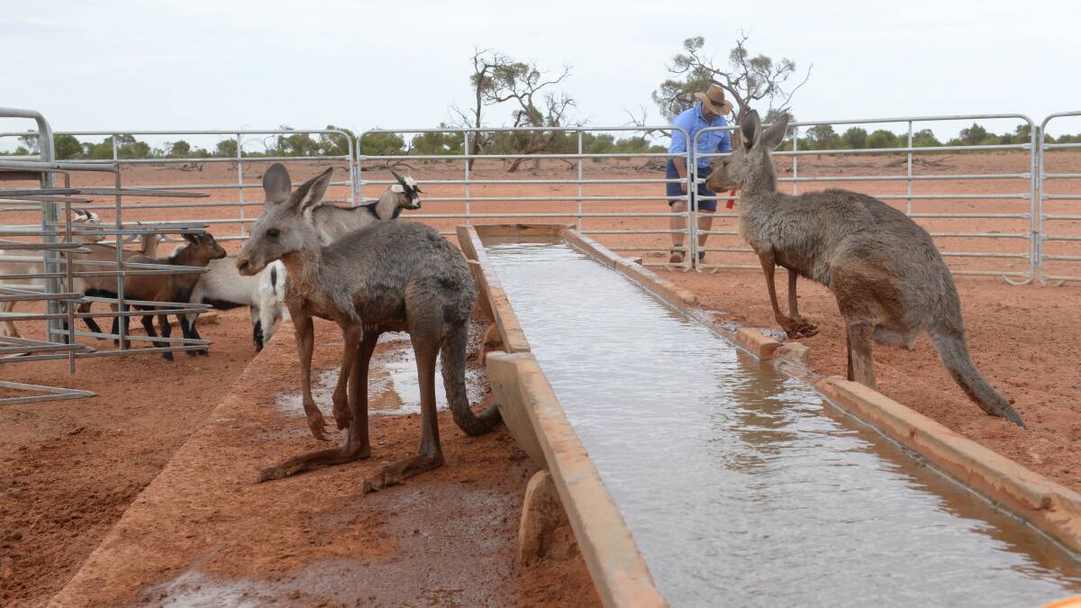 Kangaroos fight with stock for water in western NSW near Broken Hill this year. Picture by Rachael Webb.