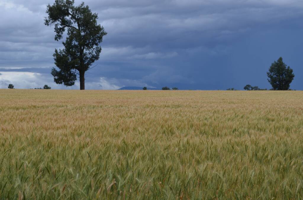 The Riverina is now the main centre for NSW grain deliveries. Photo at Culcairn by Stephen Burns. 