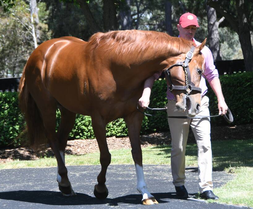  Teofilo stallion, Palentino has been represented with his first juvenile winner, and will stand at Widden Stud in Victoria. Photo Virginia Harvey.
