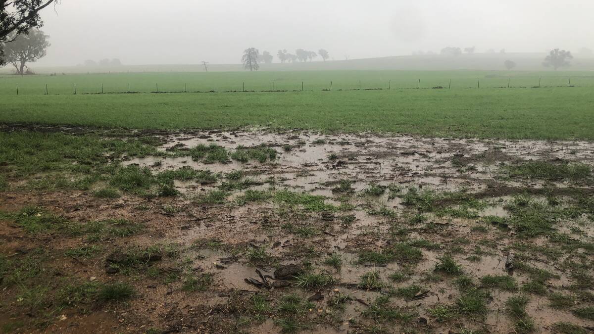 Lots of puddles near this oats crop at Molong. Nearby Wellington had over 100mm for the week. Photo: Hannah Powe