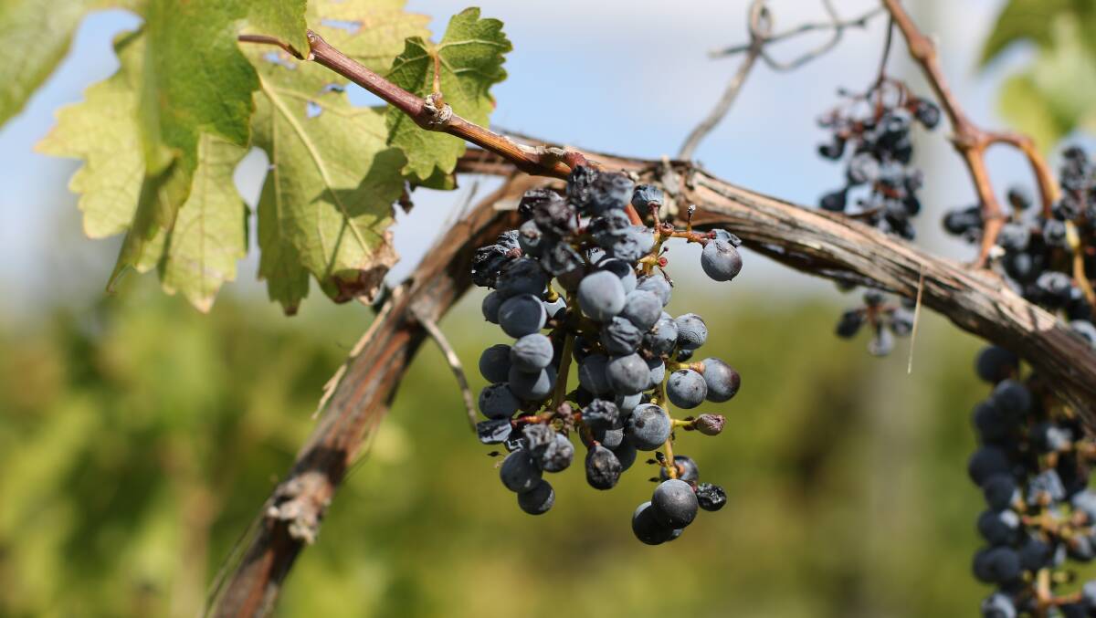 Viticulture is one of the production areas that will get a new skills training boost. Photo by John Ellicott.