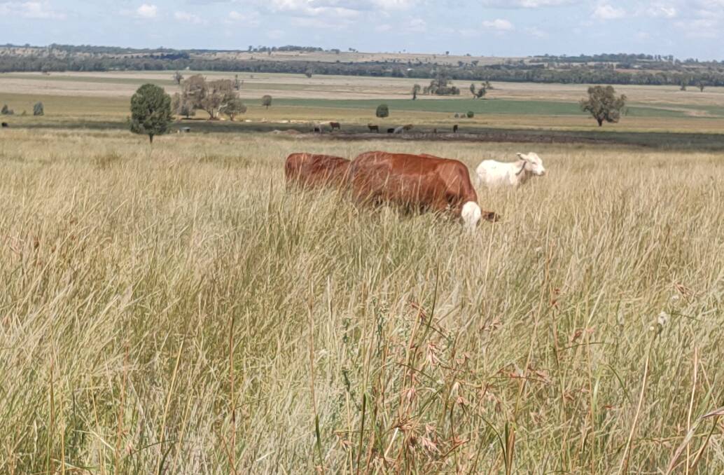 Grazing management that ensures native grasses give good recovery after grazing helps ensure their density, productivity and long life.