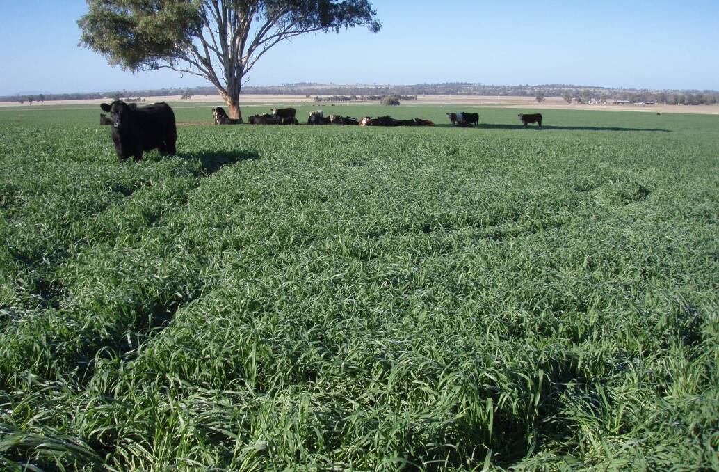 Dual purpose crops with winter habit, such as Kokoda triticale, can provide excellent winter grazing plus good grain recovery.
