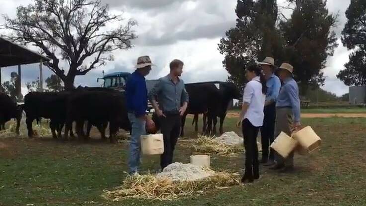 Prince Harry and Meghan get ready to feed stock some cottonseed on their farm visit at Wongarbon.
