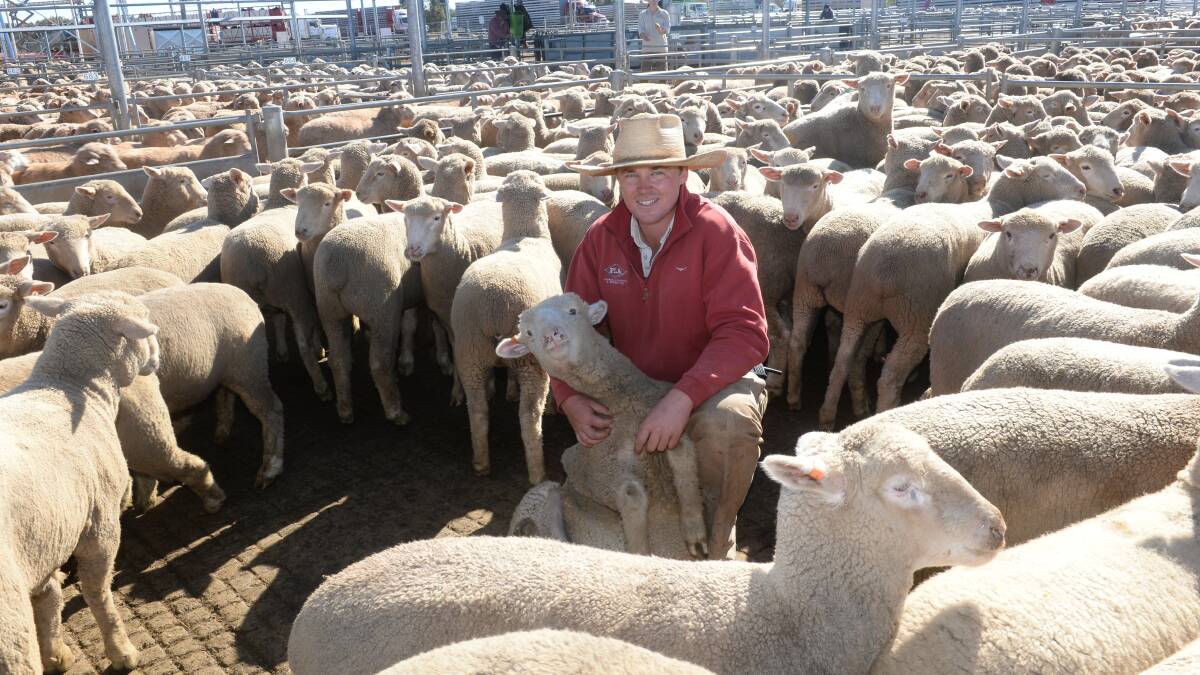Forbes Livestock and Agency's Jack Rix checking 2nd cross lambs from Westwood Grazing, Wellington that sold for $245. Photo by Rachael Webb.