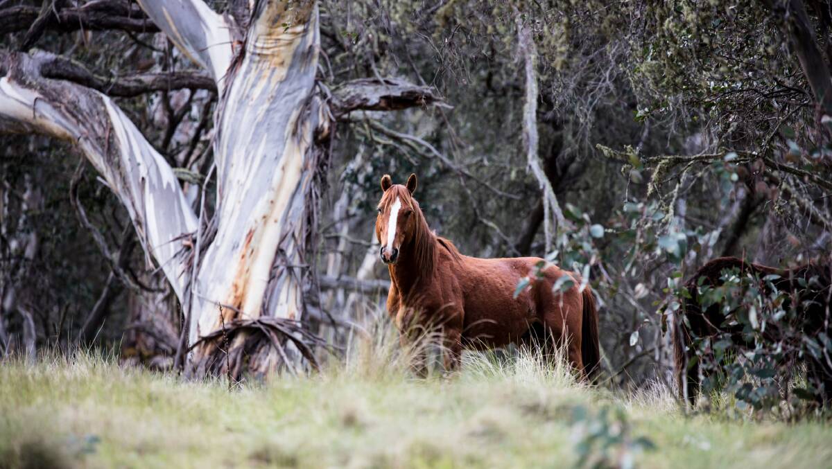 A brumby in Kosciuszko National Park this summer. Photo by Nicholas Warden.