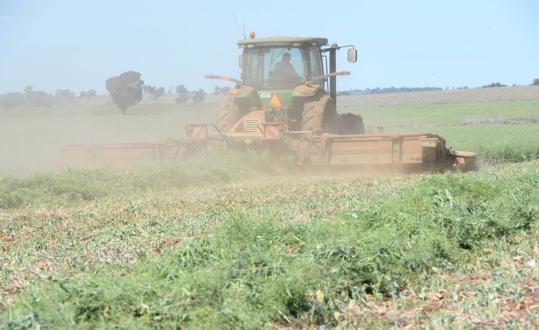 A warning has been issued for farmers to be wary of potential toxic problems with canola hay that hasn't  been cured or may contain sharp stalks that can pierce animal guts. This is a generic shot of canola haymaking.