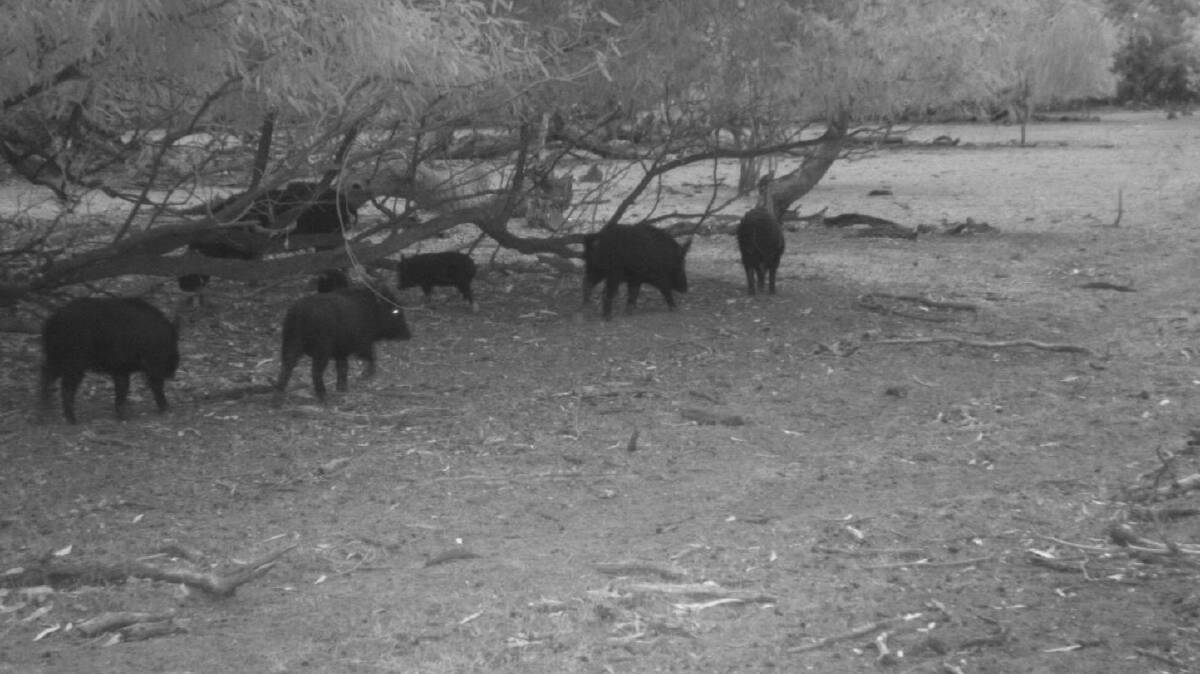 Feral pigs under the microscope. Pictures courtesy of Local Land Services. Up to 90 per cent of pigs have been culled in a 750,000 hectare area