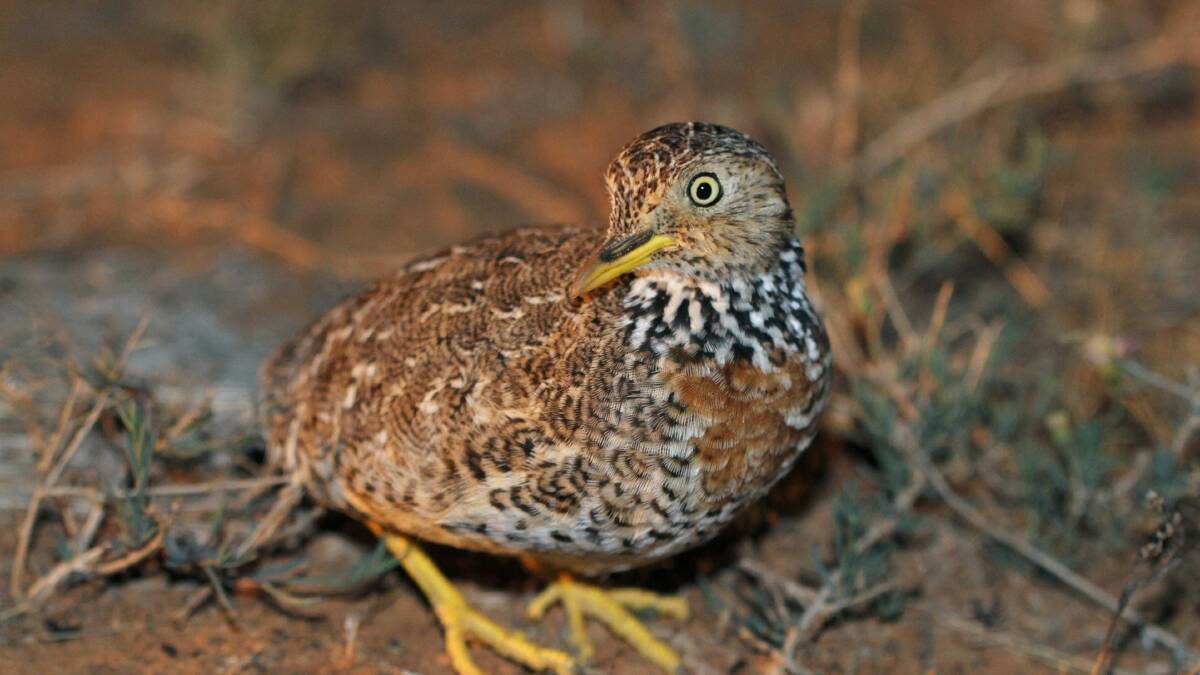 The critcially-endangered plains-wanderer is not much bigger than a quail. Its last habitat is in the grasslands of the Riverina near and in Oolambeyan National Park.