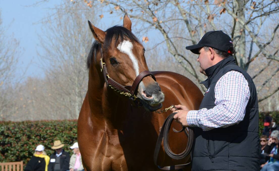 Now a retiree at Arrowfield Stud, Scone, Not A Single Doubt (and handler Adam Shankley) leads the Australian leading sires list for 2020-21 season. Photo Virginia Harvey 