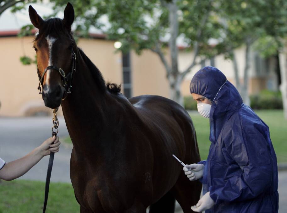 Vet Dr Jonathon Lumsden vaccinates racehorse Hurrah at Rosehill in the middle of the EI crisis in NSW.