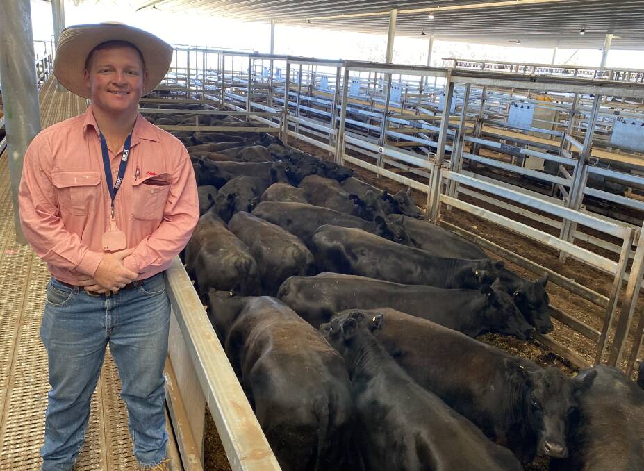Jesse Gauci, Elders Bathurst, with 30 cows that sold for 311.6c/kg at the Central Tablelands Livestock Exchange, Carcoar, on Tuesday last week. Photo: CTLX