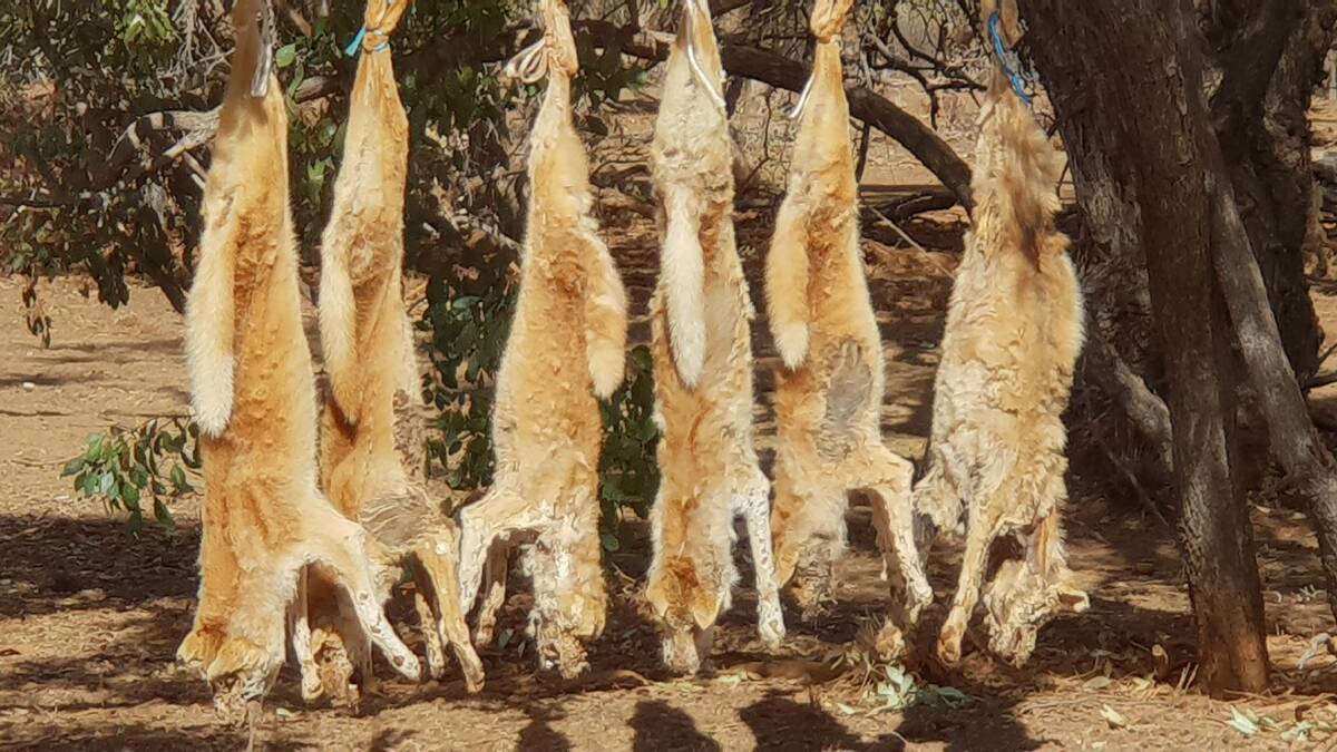 Dog day out for large packs of dingoes