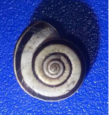 No go for you: an invasive heath snail from Europe.