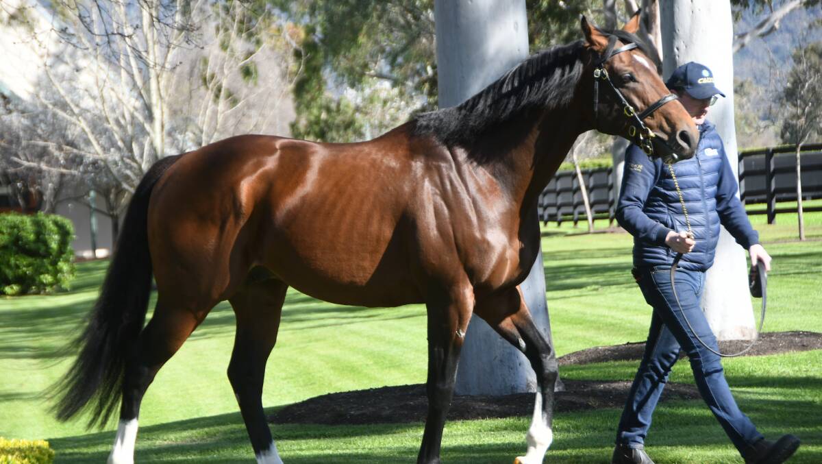 Coolmore Stud's shuttler Churchill (and Adam McLaughlin) has sired two first crop two-year-old Australian winners. Photo Virginia Harvey. 
