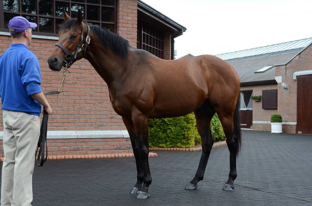  Darley stallion, Teofilo standing at Godolphins Kildangan Stud, Ireland, has now sired two Melbourne Cup winners following Twilight Payments success last week. Photo Virginia Harvey. 